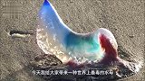 沙滩出现“透明饺子”，游客伸手想要拿回家，得知身份撒腿就跑