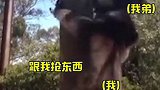 这不就是我和我弟打架的日常吗？考拉 弟弟：姐，你给我等着！动物 搞笑 娱乐评论大赏