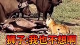 一群水牛竟让一只狮子给欺负了？
