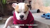 一只爱学习的猫!特别爱上课,从不迟到,不让上课还绝食