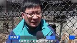 300多斤东北虎牙疼得每天用脸抵住地面，医生“虎口拔牙”