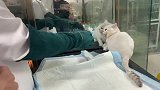 白猫：别碰我！吃我一记喵喵拳！