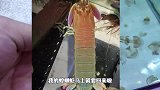 为买螳螂虾驱车探访鱼友，进屋惊奇发现不明海洋生物，大开眼见了