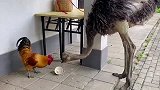 鸵鸟VS公鸡，鸵鸟竟然跟公鸡抢食，不知道公鸡啥都不怕吗？