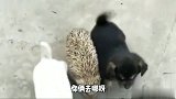两狗狗和一只刺猬，对话太搞笑了