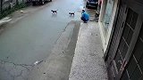 三条狗惨遭车撞，看这速度是来报仇的吧