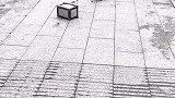 拖着水泥砖上路的小猫咪