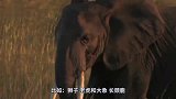 动物：四头狮王马路上列队散步，吓得过往司机不敢乱动