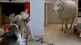 像极了寝室三兄弟！没有实力的，永远都是个弟弟！