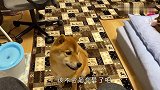 柴犬窝在角落黯然伤神，得知原因后，差点笑岔气了哈哈