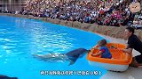 海豚第一次见小女孩，直接就被偷亲了，看这样海豚能开心一整天