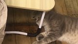 该猫因主人抱了别的猫心生怨恨，在桌下斜眼瞪主人