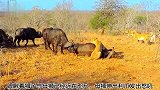 狮群捕获到一头水牛，水牛同伴前来营救