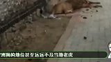 狮子进村捕杀家牛，结果被男子一棒子打走，网友：颜面尽失啊