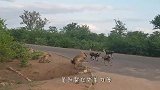 鬣狗的领地意识有多强？双方为了争夺领地，差点被淹死在河中