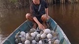 印尼渔夫的烦恼，这是什么物种，又不能吃，有多，怎么办