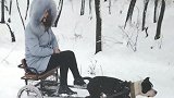 这是什么狗呀，别看个不高，把雪橇犬的活都给抢了