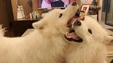 狗子们当着我的面秀恩爱的搞笑操作！