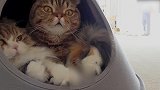 卧在小窝里的猫咪们，这么可爱的猫咪，想养在家里了！