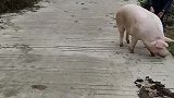 村里的养猪大户厉害了，骑猪去接亲