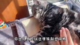 母猫不在家，公猫独自享受，活脱脱一个猫大爷！
