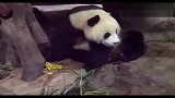 史上最倒霉的熊猫 大哥你尿时看着点呀（动物奇趣）
