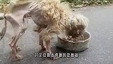 流浪狗饿成了一具“干尸”，好心人出手相救，三个月后让人惊喜了