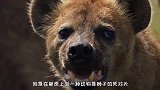 鬣狗的天敌是谁？遇到后只能等死，狮子看到后都害怕