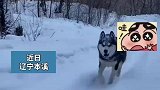 雪地里的哈士奇，一改憨憨面目血脉觉醒