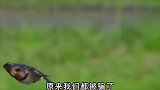 燕子想南飞到底飞去哪里