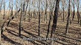 东北小树林里遛狗，踩在枯黄的落叶上，沙沙作响声音很治愈