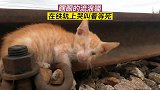 瞎眼流浪猫，哭叫着趴在铁轨上