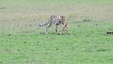 猎豹捕食小羚羊，羚羊妈妈亲眼目睹孩子被捉，生前最后一幕被拍下