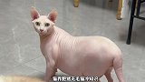 这是猫毛过敏人士的最爱，你喜欢无毛猫吗？