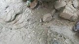 十米宽龙坑直冒白色大泡，抽干抓到顶级红鱼夫妻，撞大运了