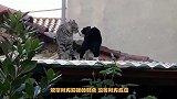 两只公猫之间的较量，双方毫不留情，网友直呼-太激烈了