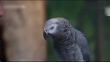 这只鹦鹉简直就是动物界的爱因斯坦，已经不能阻挡鹦鹉说话了