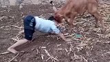 这小子跟牛干起来！
