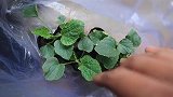 菜园的六月：买了一些北方当地香瓜苗移栽，每一颗能结5个果实