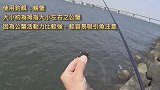 前打钓鱼，肉粽场适合用螃蟹，50几厘米的巨型黑鲷鱼