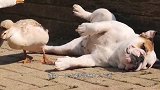 斗牛犬使唤鸭子挠痒痒，谁知一只大鹅冲上来，一口啄向狗狗要害！