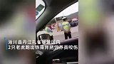 河南南阳2只老虎跑出铁笼：饲养员被咬身亡 老虎已被击毙