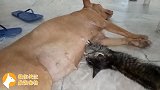 狗妈妈每天都哺育这只小猫，小猫吃狗奶吃的好起劲