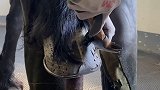 钉蹄后续来啦，看完我给他选的蹄铁，就知道是啥家庭条件了吧飓风呀