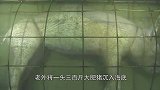 一头肥猪放入海底，需要几天“消失不见”，看见过程你就明白了！