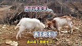沸羊羊和羊不了打起来了，谁能赢
