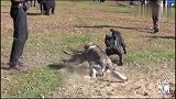 当凶猛的卡斯罗遇到狼，网友：不愧是猛犬