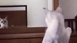 一只正在照镜子的猫咪