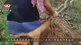中国木薯走红印度，成印度街头爆款小吃，一天100斤不够卖！