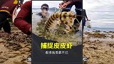 捕捉满膏皮皮虾，每只都巨大无比，看得我羡慕不已！